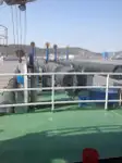 Dredge til salg