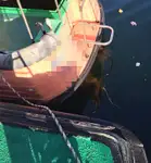 Lodsbåd til salg