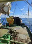 Purse seiner til salg