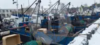 Levende fiskebærer til salg