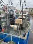 Levende fiskebærer til salg