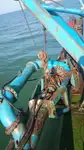 Dredge til salg