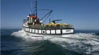 Trawler til salg