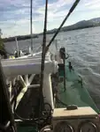 Dredge til salg