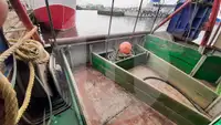 Levende fisketransportskib til salg