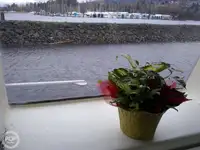 Kutter til salg