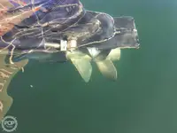 Trawler til salg