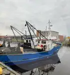 Levende fiskebærer til salg