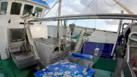 Beam-trawler til salg