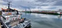 Katamaran til salg
