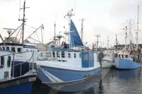Levende fiskebærer til salg