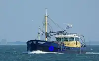 Beam-trawler til salg